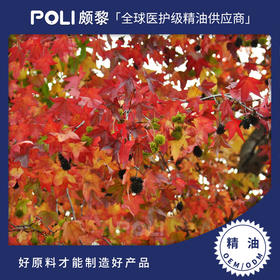 枫香精油原料批发 颇黎枫香单方精油原料 美容院按摩刮痧精油