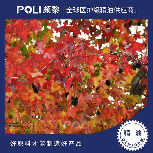 枫香精油原料批发 颇黎枫香单方精油原料 美容院按摩刮痧精油 商品图0