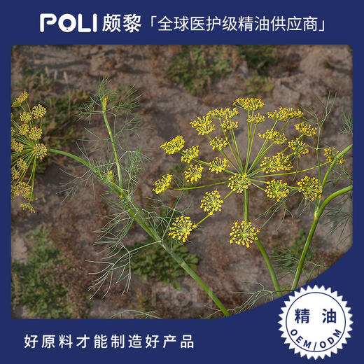 印度进口莳萝籽精油原液 单方精油原料批发 颇黎进口莳萝籽精油 商品图0