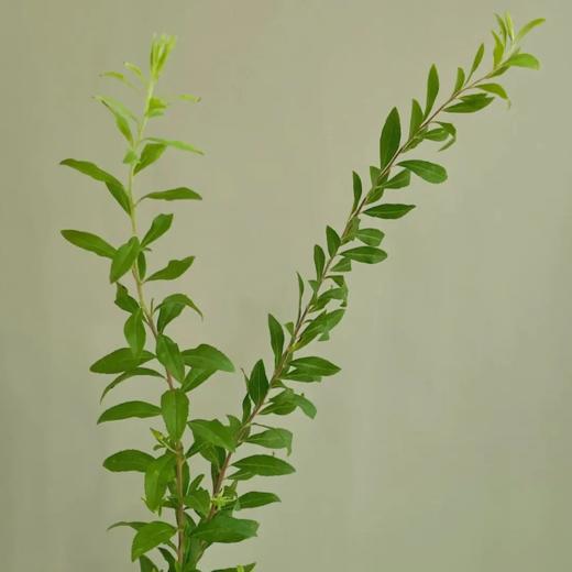 雪柳叶  绿色  若干支/扎 以实物为准 云南基地发货（价格已包含包装费用） 运费以实际为准，多退少补。 商品图2