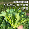 农家大叶茼蒿  每日现摘  口感柔嫩  清香细腻  适合涮菜、凉拌  茼蒿  300g 商品缩略图0