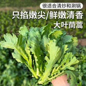农家大叶茼蒿  每日现摘  口感柔嫩  清香细腻  适合涮菜、凉拌  茼蒿  300g