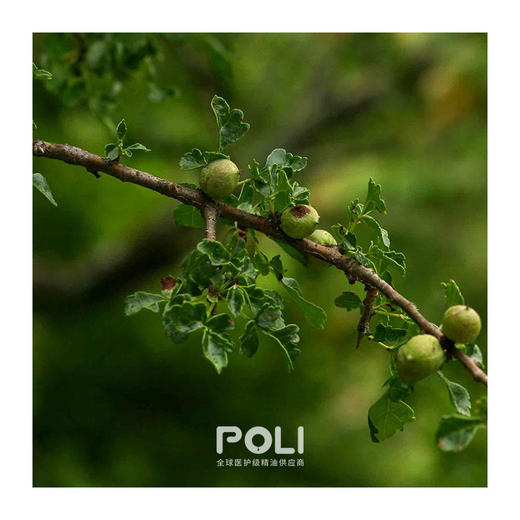 法国进口没药精油 美容院按摩单方精油原料OEM 颇黎护肤没药精油 商品图1