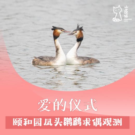 【山原猫PLUS×蔡司 】「03月14日 周六上午」爱的仪式·颐和园凤头䴙䴘求偶观测 商品图0