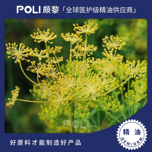 英国进口莳萝精油 单方精油原料批发 POLI颇黎护肤按摩天然精油 商品图0