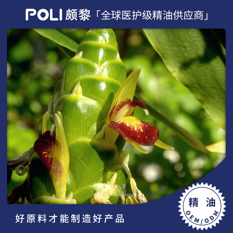 中国姜净油CO2 颇黎批发天然姜精油 美容院按摩刮痧单方精油原料