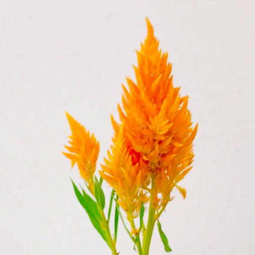 凤尾 橙色 10支/扎 以实物为准 云南基地发货（价格已包含包装费用） 商品图0