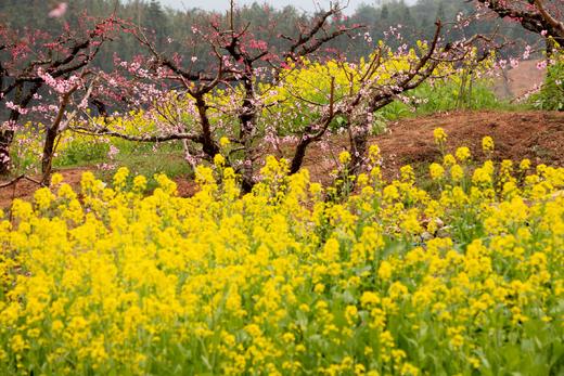 户外@【连平桃花】行摄连平十里桃花1天 商品图2