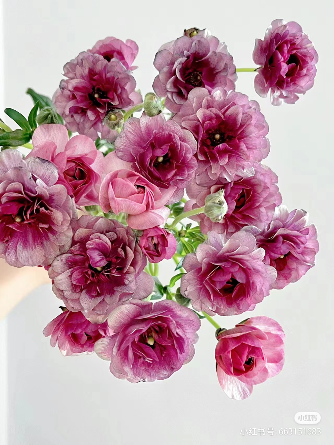 配花 ｜ 蝴蝶洋牡丹重瓣乌梅子酱