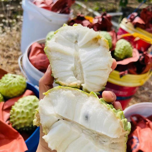 攀枝花凤梨释迦果，纯甜清香，堪称“水果王后”！ 商品图5