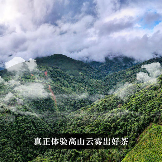 【葫芦谷】蕞接近茶王树的口感 仅采距离茶王直径不过10米的古树茶 100g/饼 拍5发6 商品图9