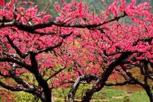 户外@【连平桃花】行摄连平十里桃花1天 商品图0