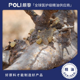 印度进口乳香单方精油原料印度进口单方精油颇黎进口乳香精油