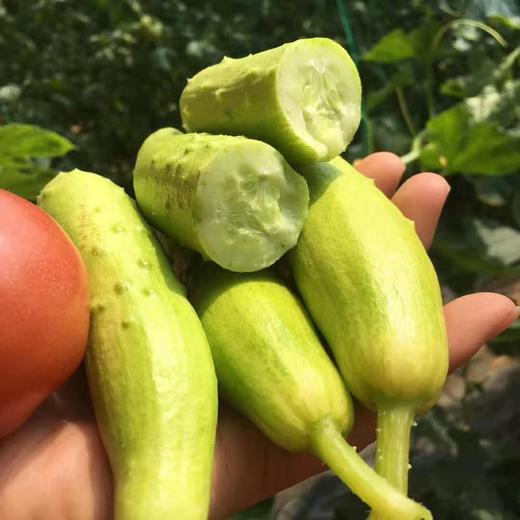【喝牛奶长大的海阳牛奶白玉黄瓜】  乳白青透 宛若润玉 口感脆嫩清甜 产地直发 商品图6