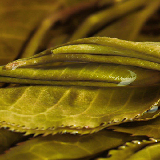 【葫芦谷】蕞接近茶王树的口感 仅采距离茶王直径不过10米的古树茶 100g/饼 拍5发6 商品图8