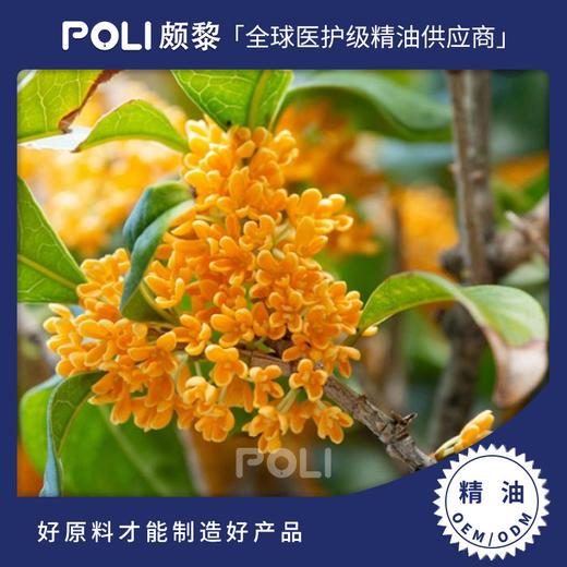 颇黎POLI桂花净油原液单方净油原料厂家颇黎批发净油原料 商品图0