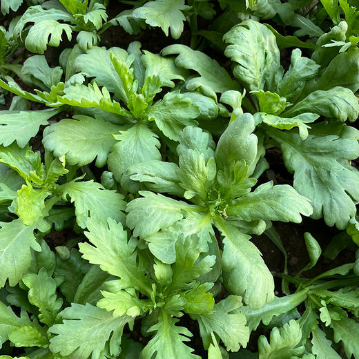 农家大叶茼蒿  每日现摘  口感柔嫩  清香细腻  适合涮菜、凉拌  茼蒿  300g 商品图2