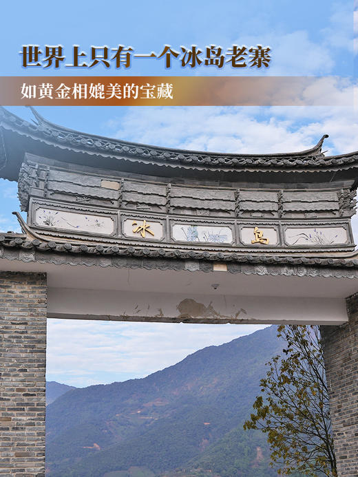 【冰岛老寨】2024年春茶普洱茶界的霸主 茶人梦寐以求的冰岛老寨 选自十号茶农李新和家核心片区古树  普洱茶生茶357g/饼 拍5发6 商品图9