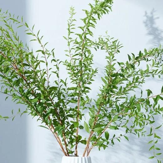 雪柳叶  绿色  若干支/扎 以实物为准 云南基地发货（价格已包含包装费用） 运费以实际为准，多退少补。 商品图0