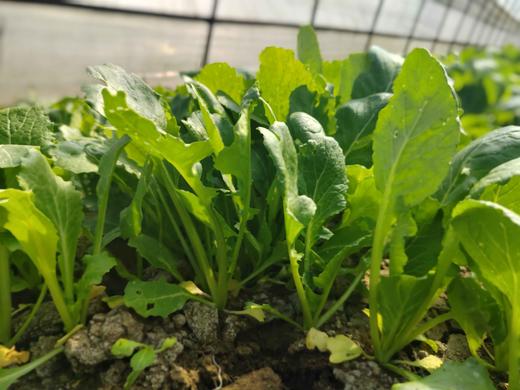 小油菜 商品图0