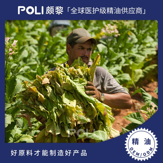 英国进口烟草净油原精 精油Absolute原料 颇黎天然净油原料批发 商品图0