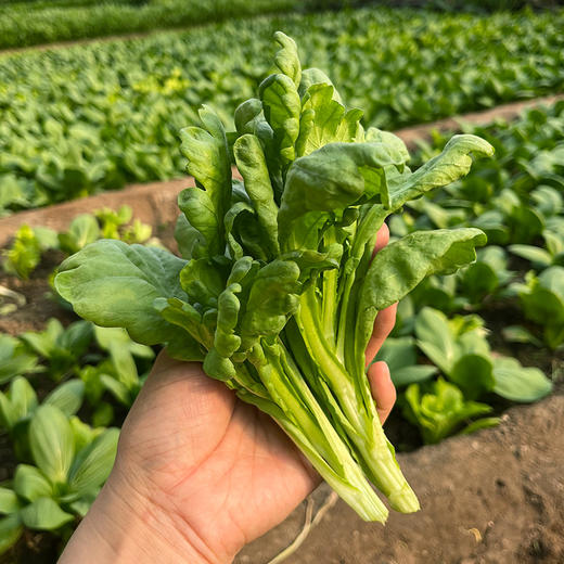 农家大叶茼蒿  每日现摘  口感柔嫩  清香细腻  适合涮菜、凉拌  茼蒿  300g 商品图3
