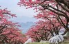 户外@【连平桃花】行摄连平十里桃花1天 商品缩略图4