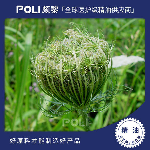 印度进口胡萝卜籽精油 美容院按摩护肤精油 颇黎单方精油香薰原料 商品图0
