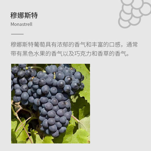 西班牙进口百老侯-慕娜斯特干红葡萄酒750ml 商品图5