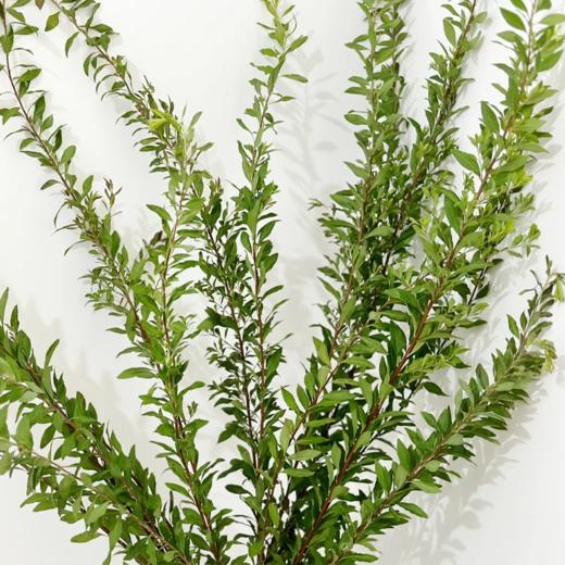 雪柳叶  绿色  若干支/扎 以实物为准 云南基地发货（价格已包含包装费用） 运费以实际为准，多退少补。 商品图1