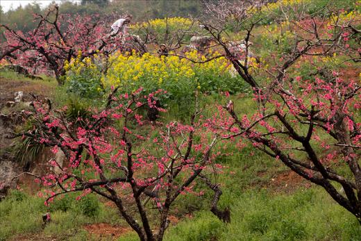 户外@【连平桃花】行摄连平十里桃花1天 商品图1