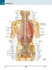 奈特人体解剖学彩色图谱系统解剖学第8版 张卫光七版升级基础临床医学奈特解刨学图谱奈特图谱解剖学书人体人卫版基础教材法医解剖 商品缩略图4