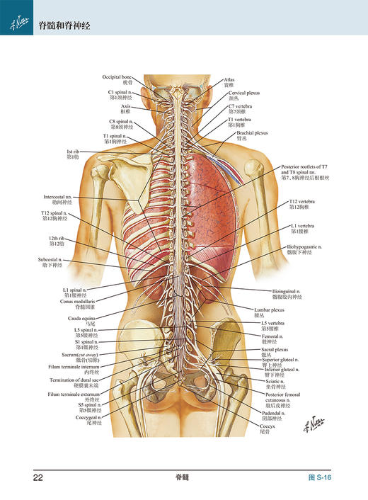 奈特人体解剖学彩色图谱系统解剖学第8版 张卫光七版升级基础临床医学奈特解刨学图谱奈特图谱解剖学书人体人卫版基础教材法医解剖 商品图4