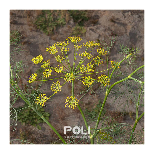 英国进口莳萝精油 单方精油原料批发 POLI颇黎护肤按摩天然精油 商品图1