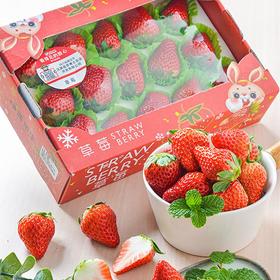 放心草莓大果约300g/盒(单果21-26g)/盒