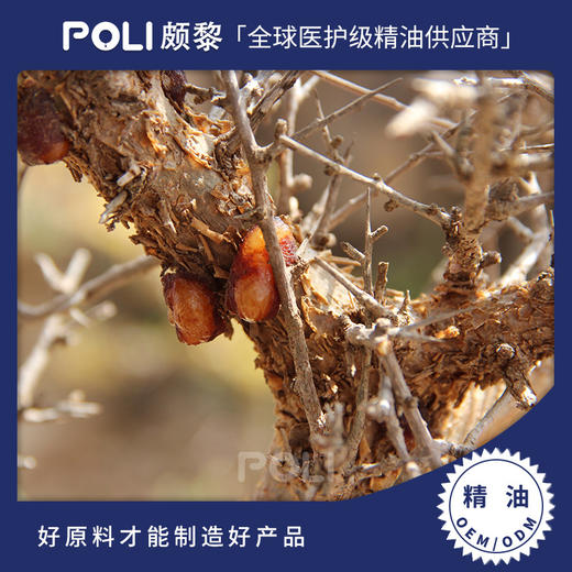法国进口没药精油 美容院按摩单方精油原料OEM 颇黎护肤没药精油 商品图0