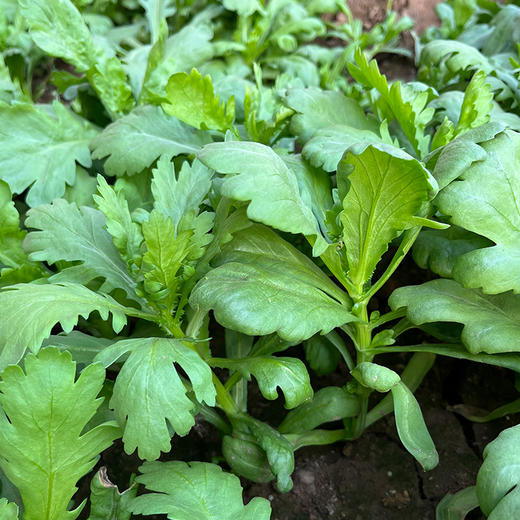 农家大叶茼蒿  每日现摘  口感柔嫩  清香细腻  适合涮菜、凉拌  茼蒿  300g 商品图1