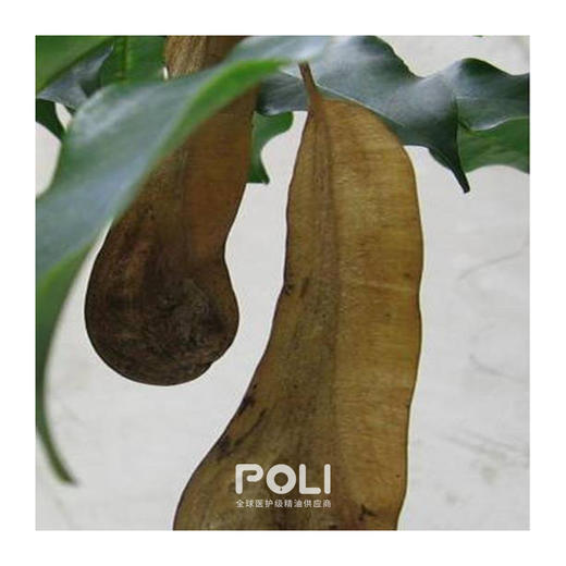 危地马拉秘鲁香脂精油 POLI/颇黎单方精油批发 精油原料 商品图1