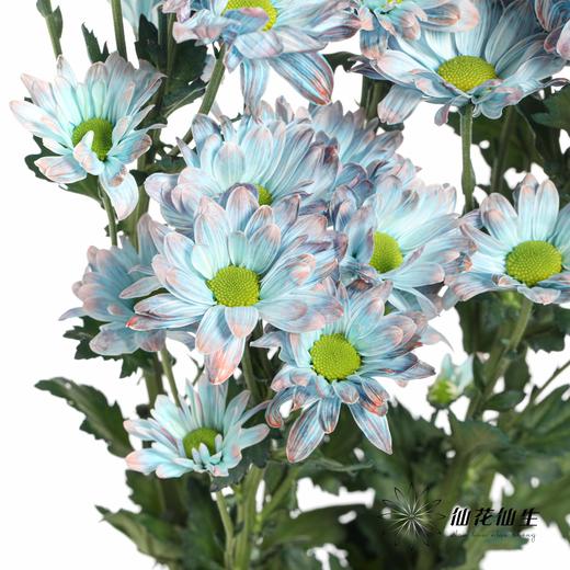 配花 | 染色小菊青花瓷【人工吸染，有色差，慎重下单】 商品图2