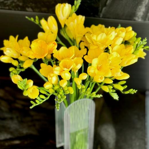 香雪兰丨黄色丨草花 商品图1