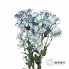 配花 | 染色小菊青花瓷【人工吸染，有色差，慎重下单】 商品缩略图3