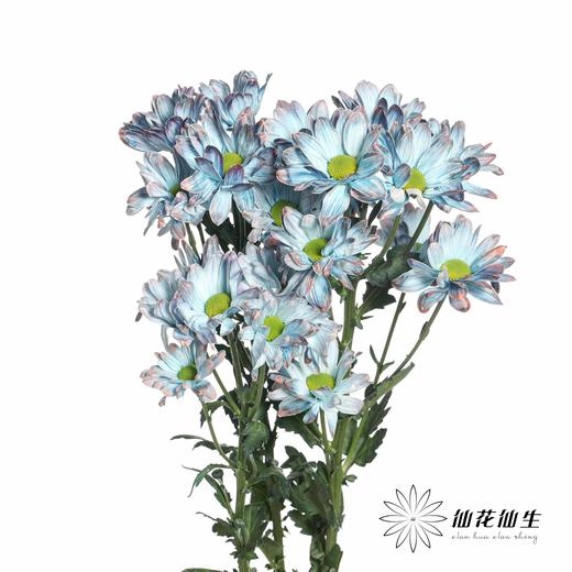 配花 | 染色小菊青花瓷【人工吸染，有色差，慎重下单】 商品图3