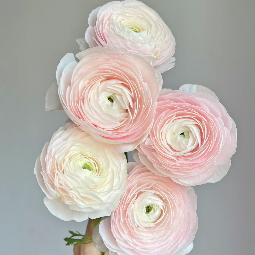配花-河内洋牡丹-粉色-5支