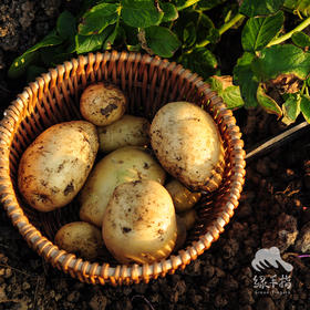 生态土豆 | 绿家自产 * Ecological potato | Self-production