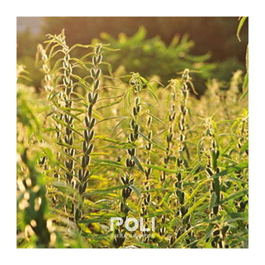 法国进口冷压初榨芝麻油 天然芝麻油植物油 按摩油基底油原料批发 商品图1