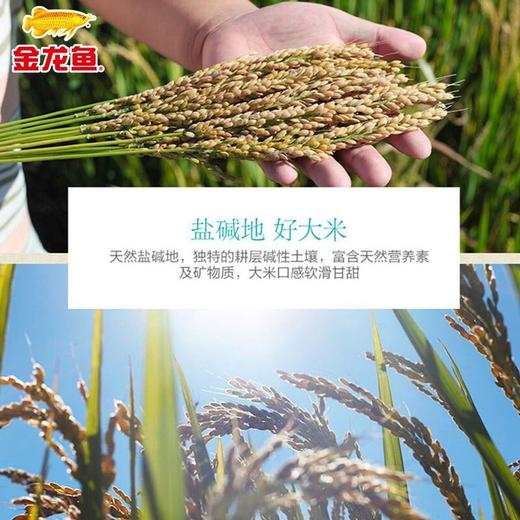 金龙鱼盘锦大米2.5kg 商品图2