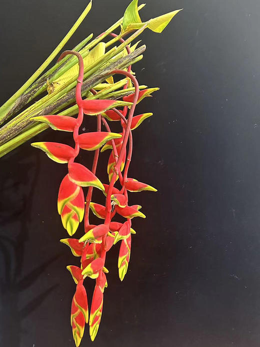 红色吊鸟鲜切花2支 商品图4