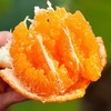 橘粹 · 两弹橙粑粑柑当季橘子水果现摘现发礼盒装包邮 商品缩略图8