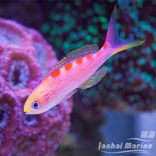 金虎纹宝石 商品图8