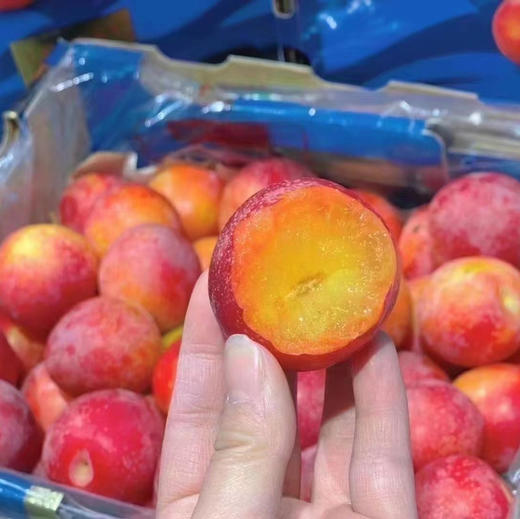 智利 樱桃李 5勾大果 商品图6